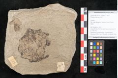 Foto (Objekt + Etikett) von Populus tremula Linne (NHMW-GEO-2024-0188-15010)